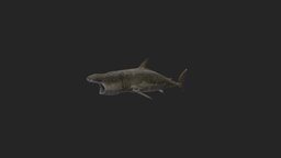 Basking-shark