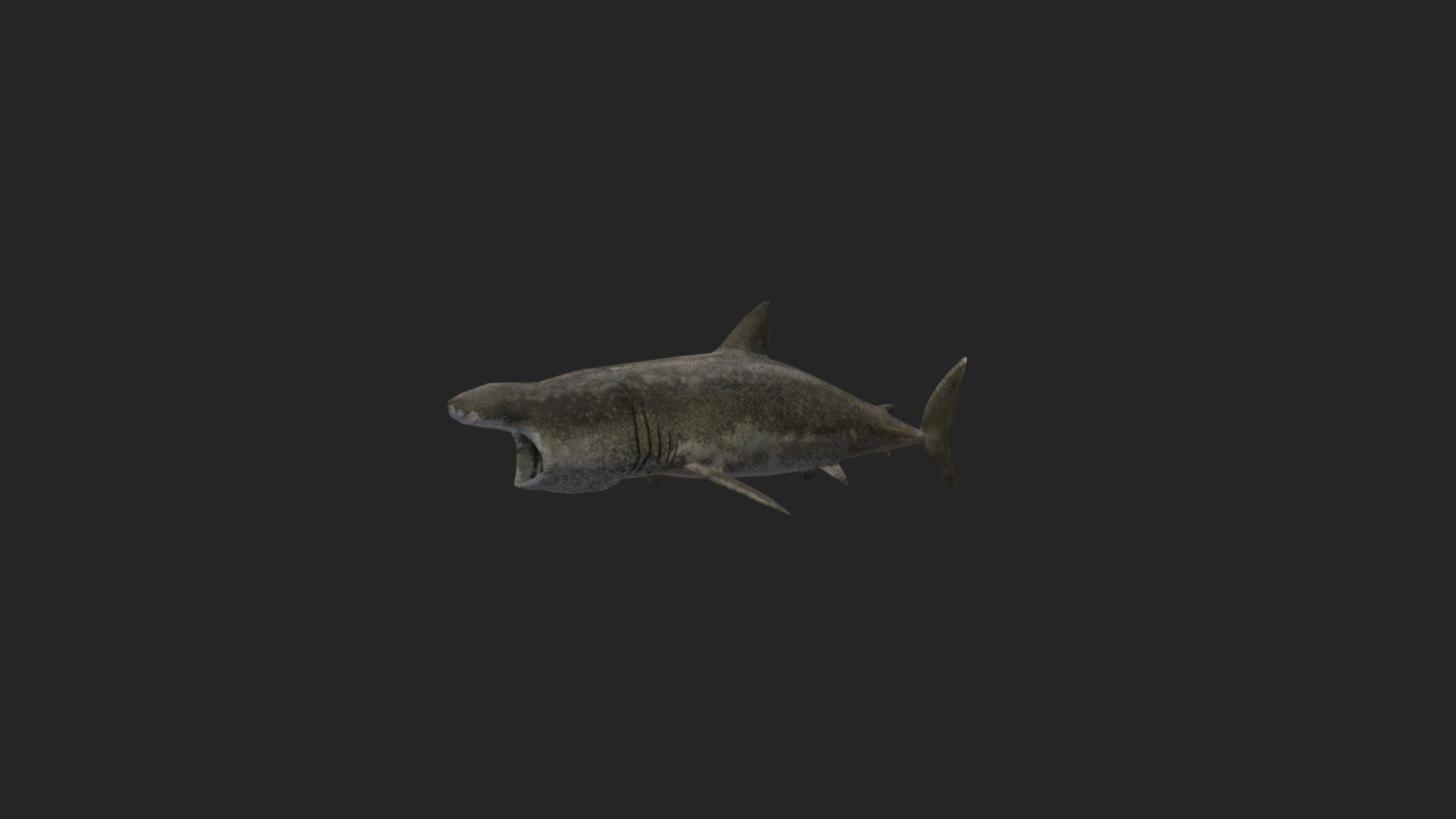 Basking-shark 3d model