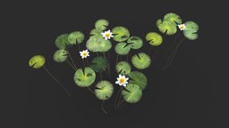 Water Lily Set