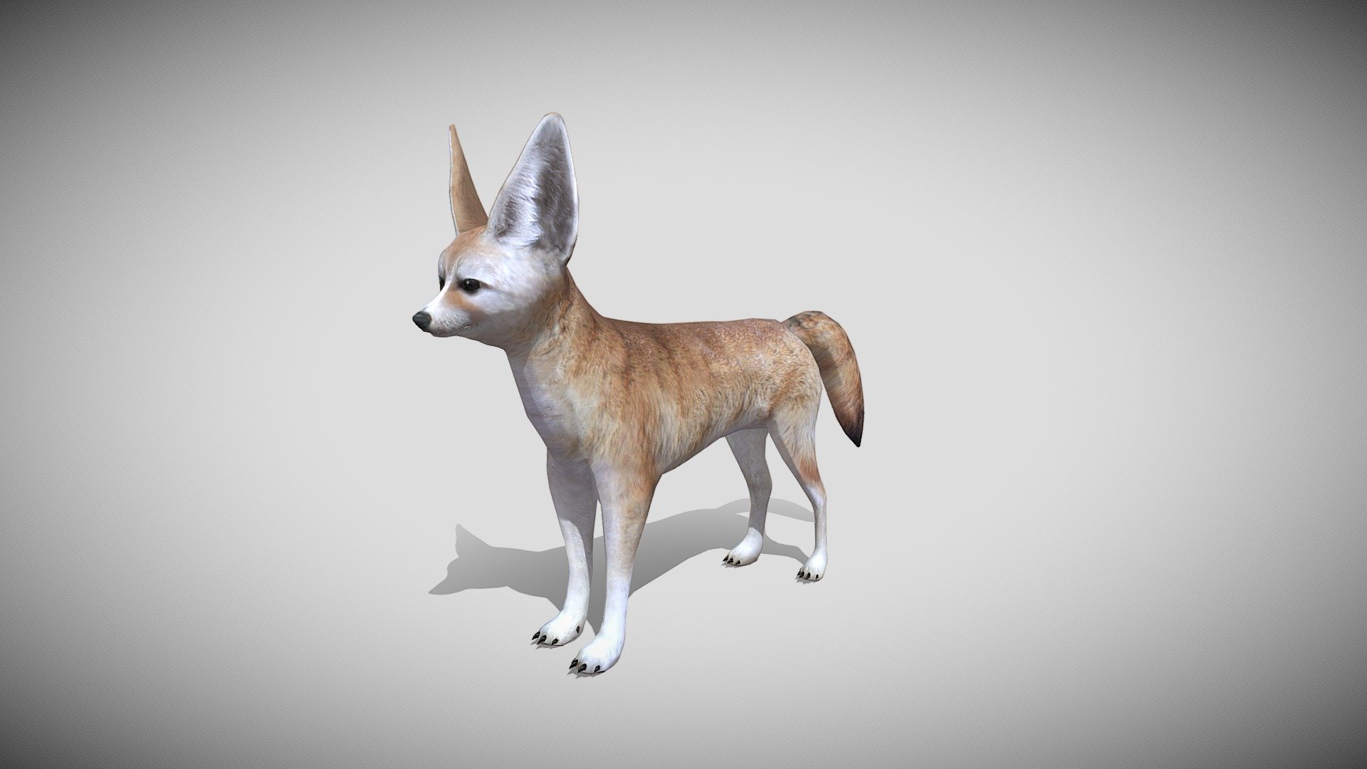 Medhue Fennec Fox 3d model