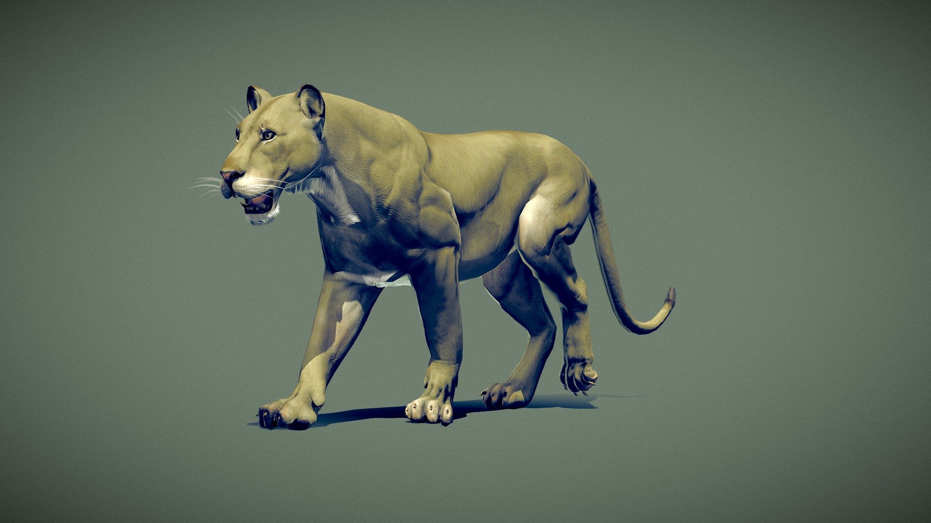 Lioness 3d model