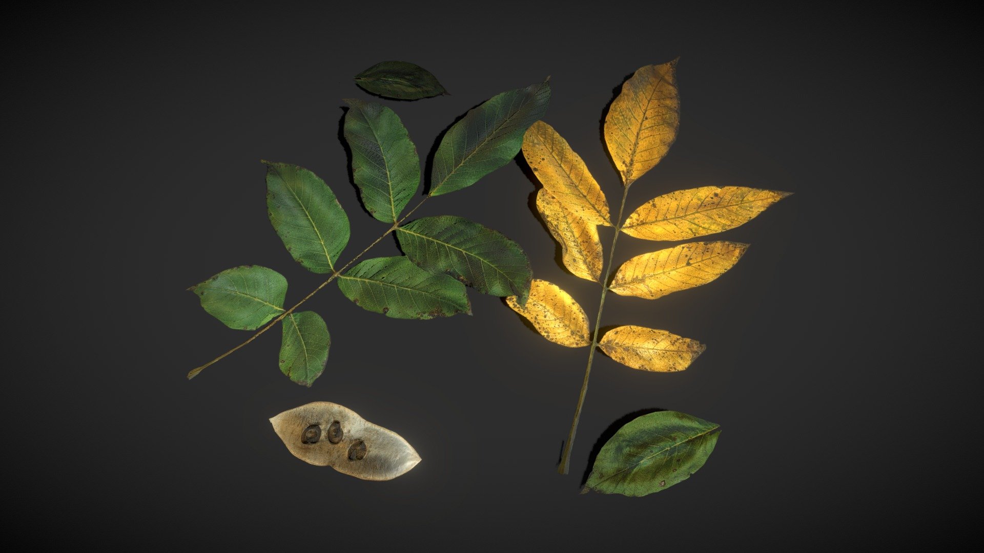 Walnut Leaves 3d model