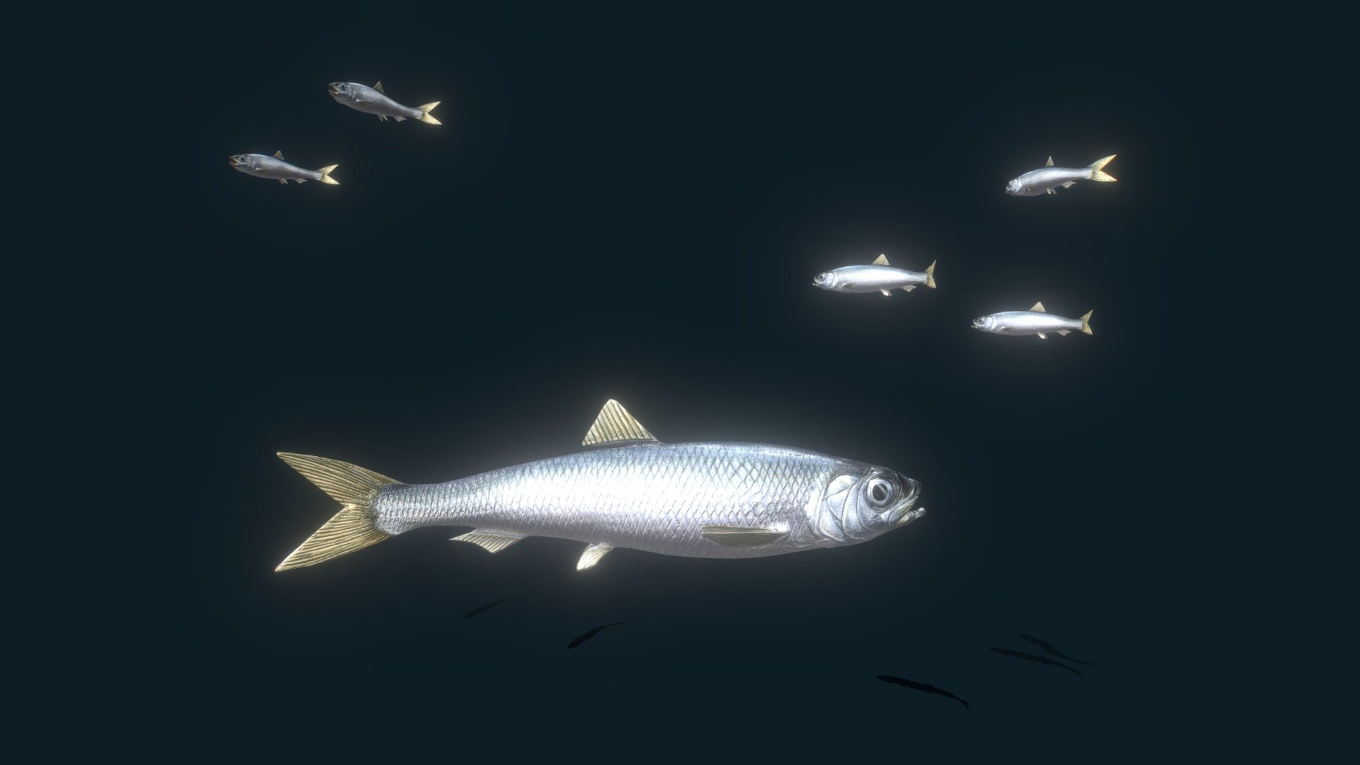 School of Herring 3d model