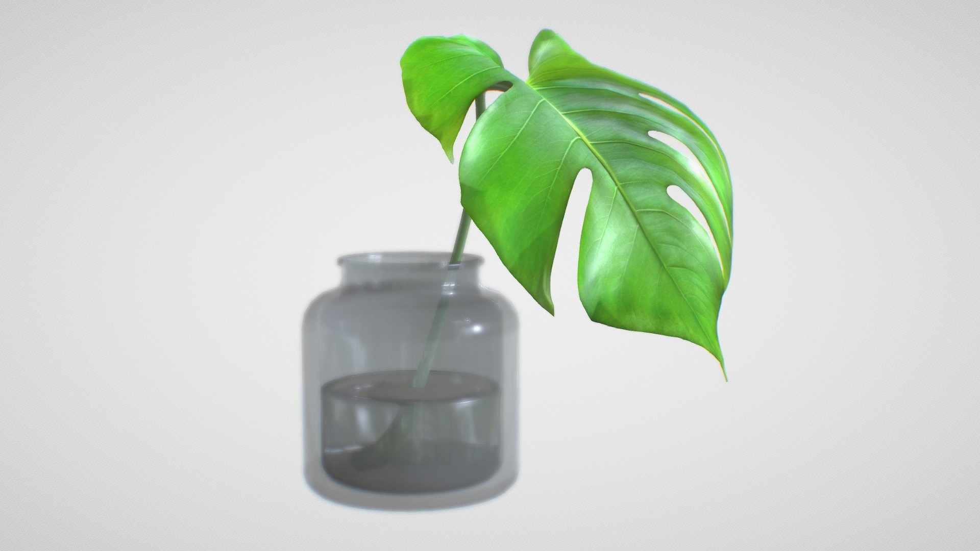 Monstera B03 3d model