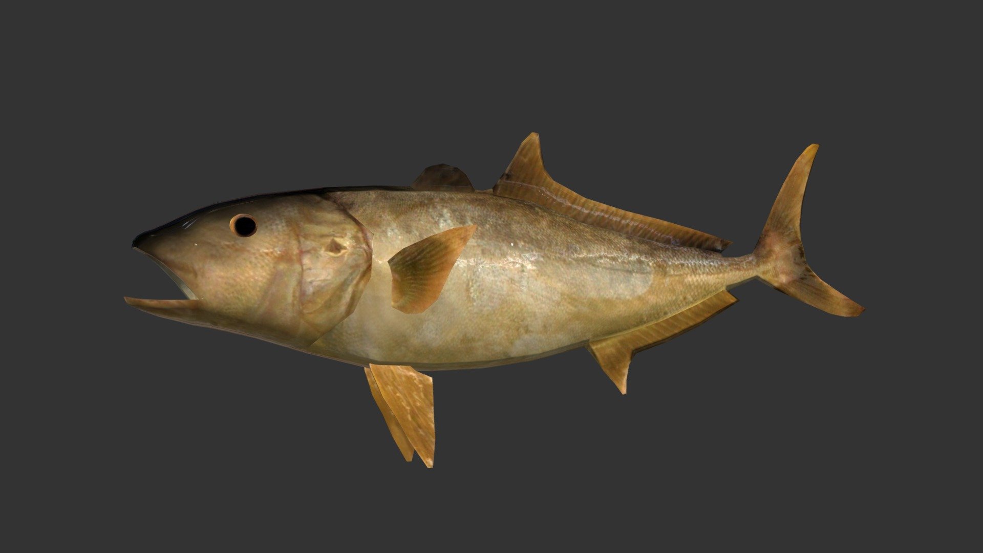 Amberjack 3d model