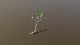 Cliff Side Small Tree (LOD)