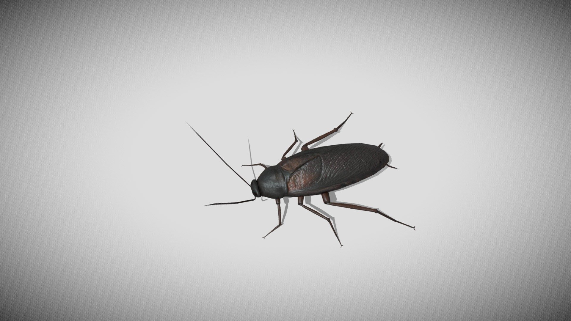 Medhue Cock Roach 3d model