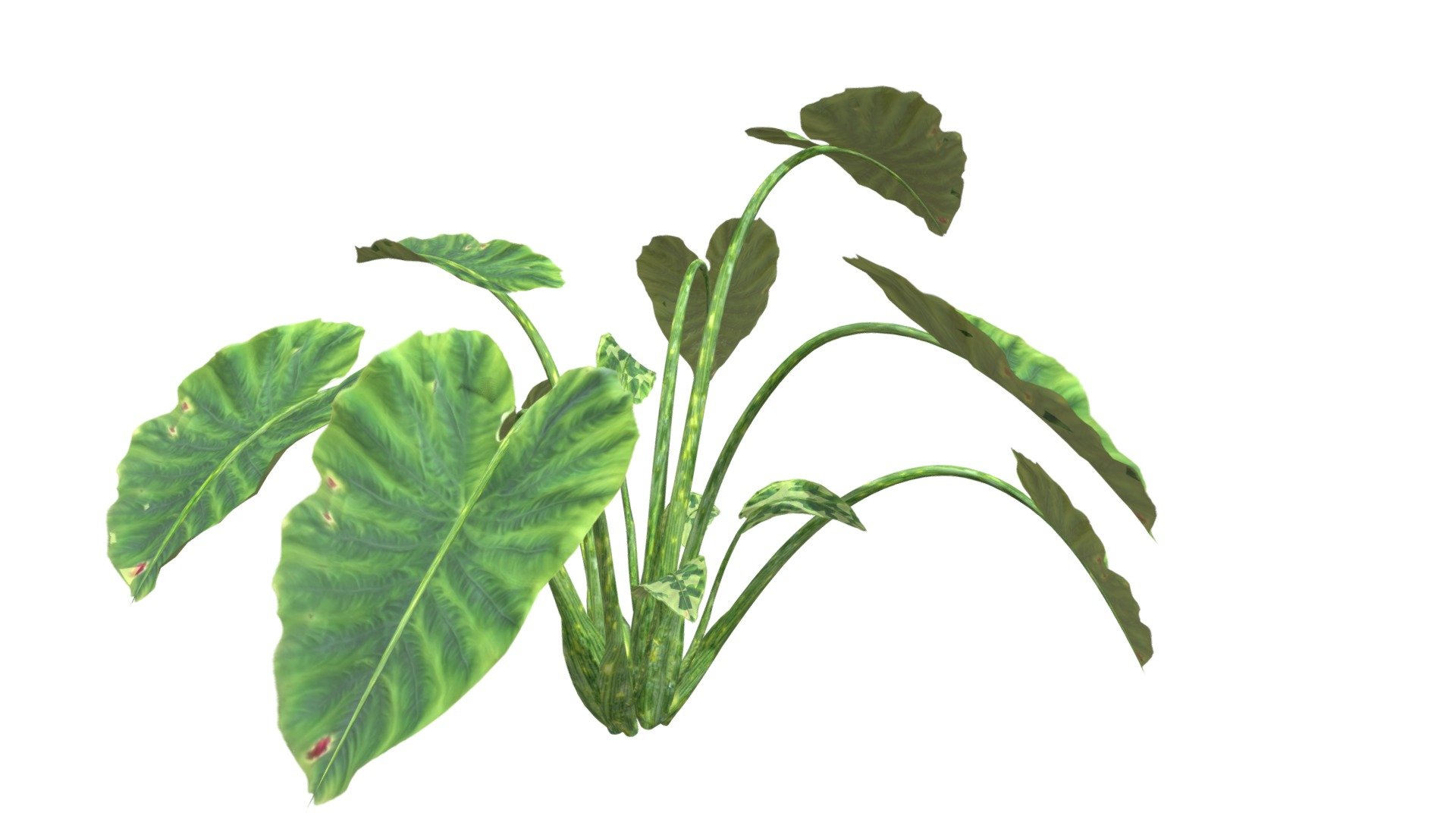 Elephant Ear Plant #05 3d model