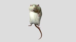 robert the fat rat