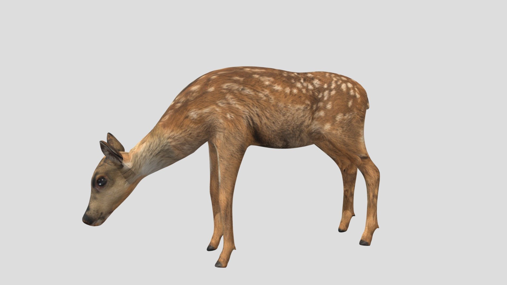 deer animations 3d model