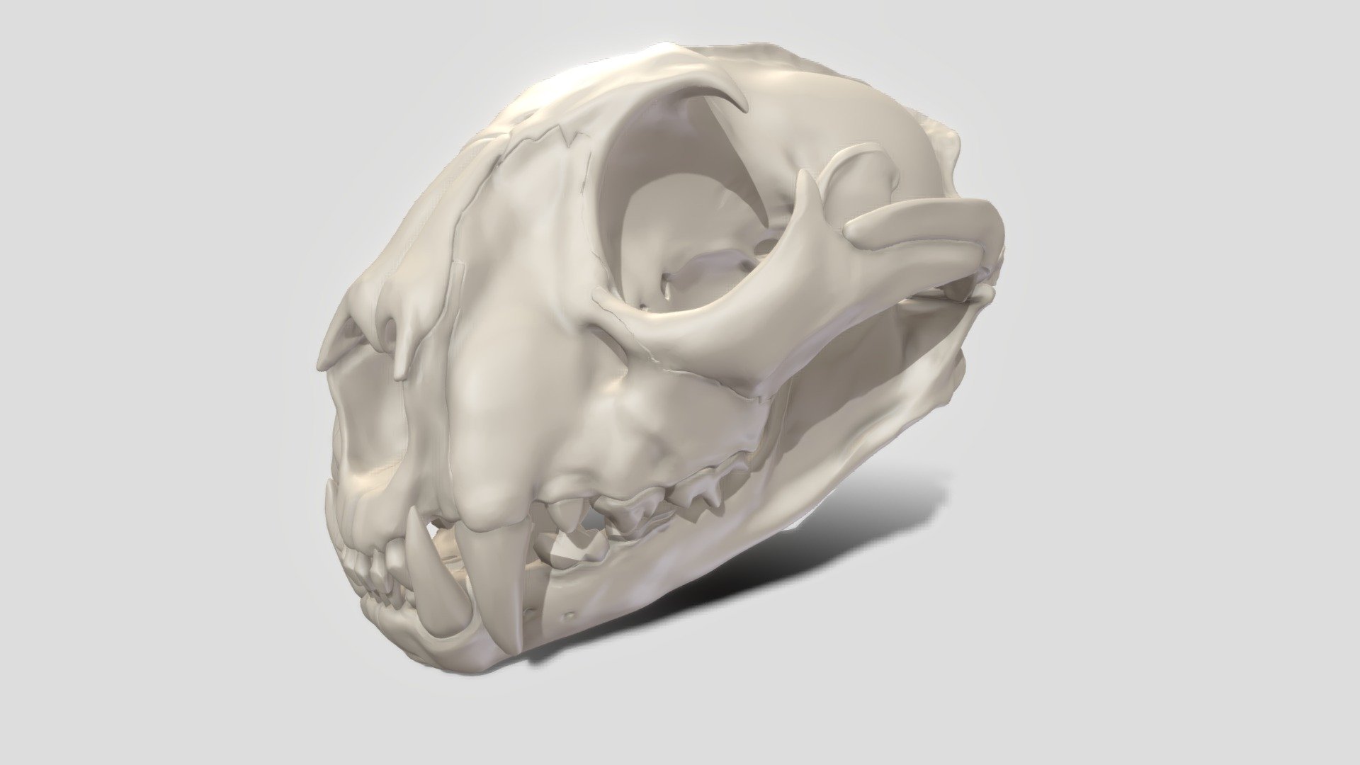 puma concolour skull 3d model