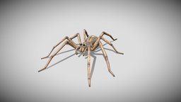 Medhue Wolf Spider