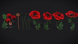 Stylized handpainted Poppy