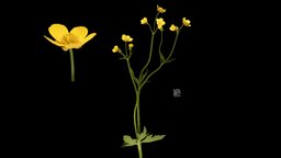 ウマノアシガタ Japanese Buttercup, Ranunculus japonicus