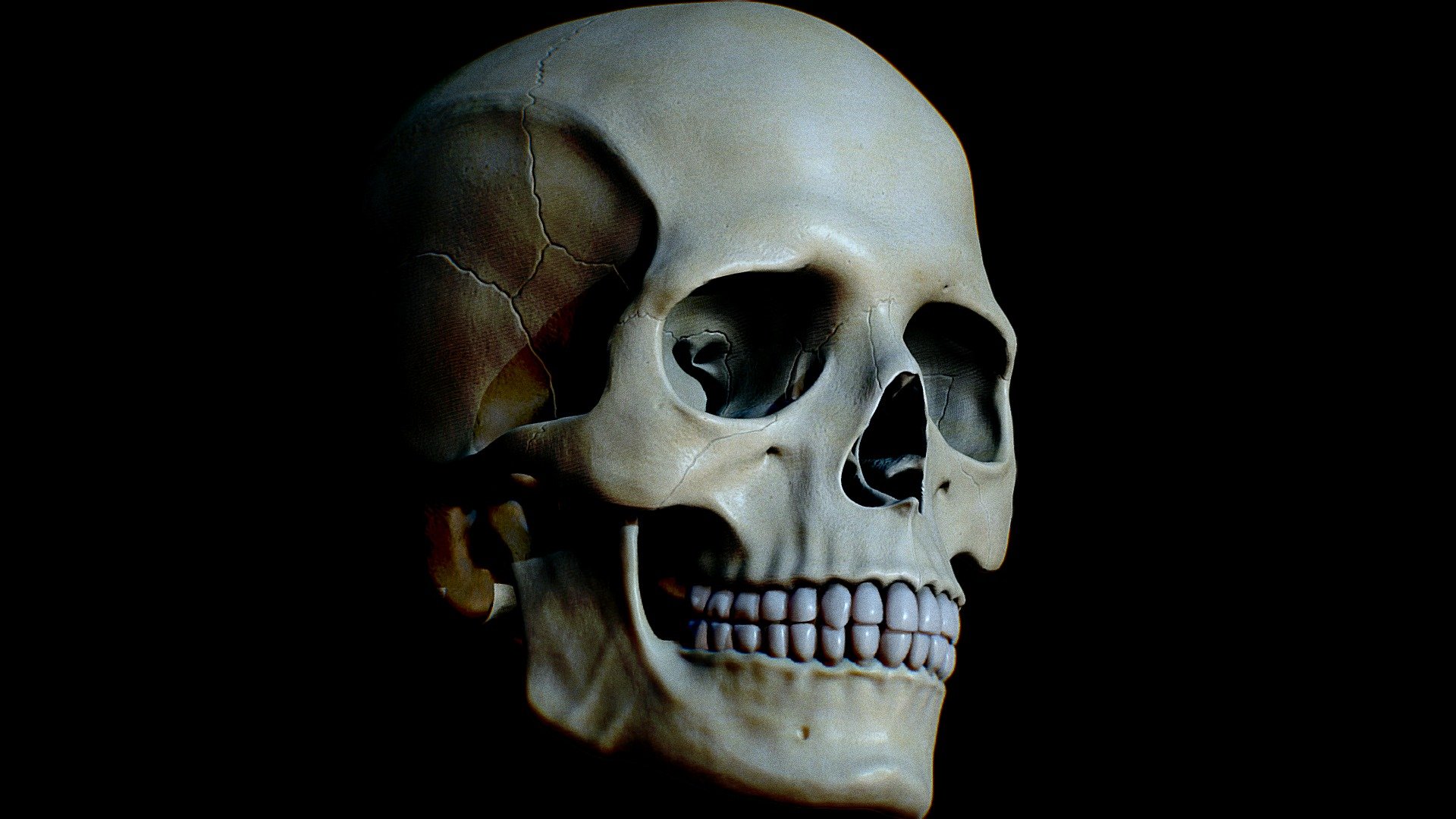 Detailed Human Skull 3d model