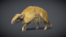 Three-Banded Armadillo