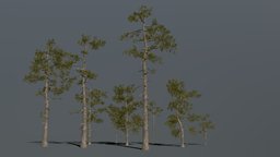 Pine Trees Forest