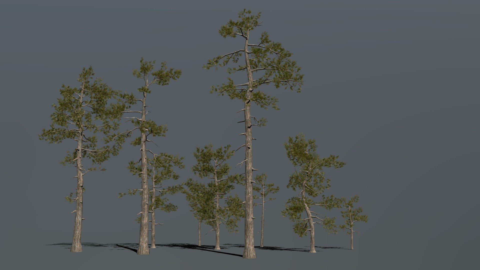 Pine Trees Forest 3d model