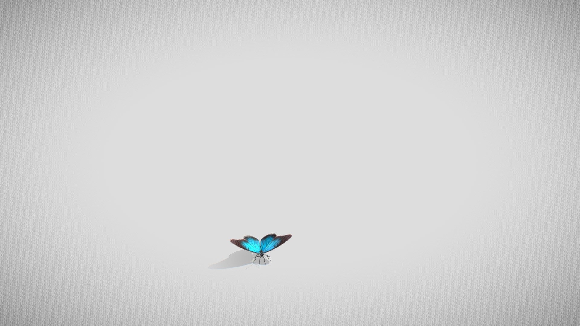 Blue Butterfly Animation 3d model