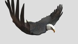 my animated eagle