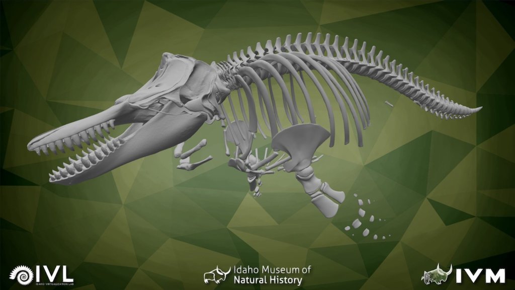 Juvenile Male Orca Kruzof 3d model