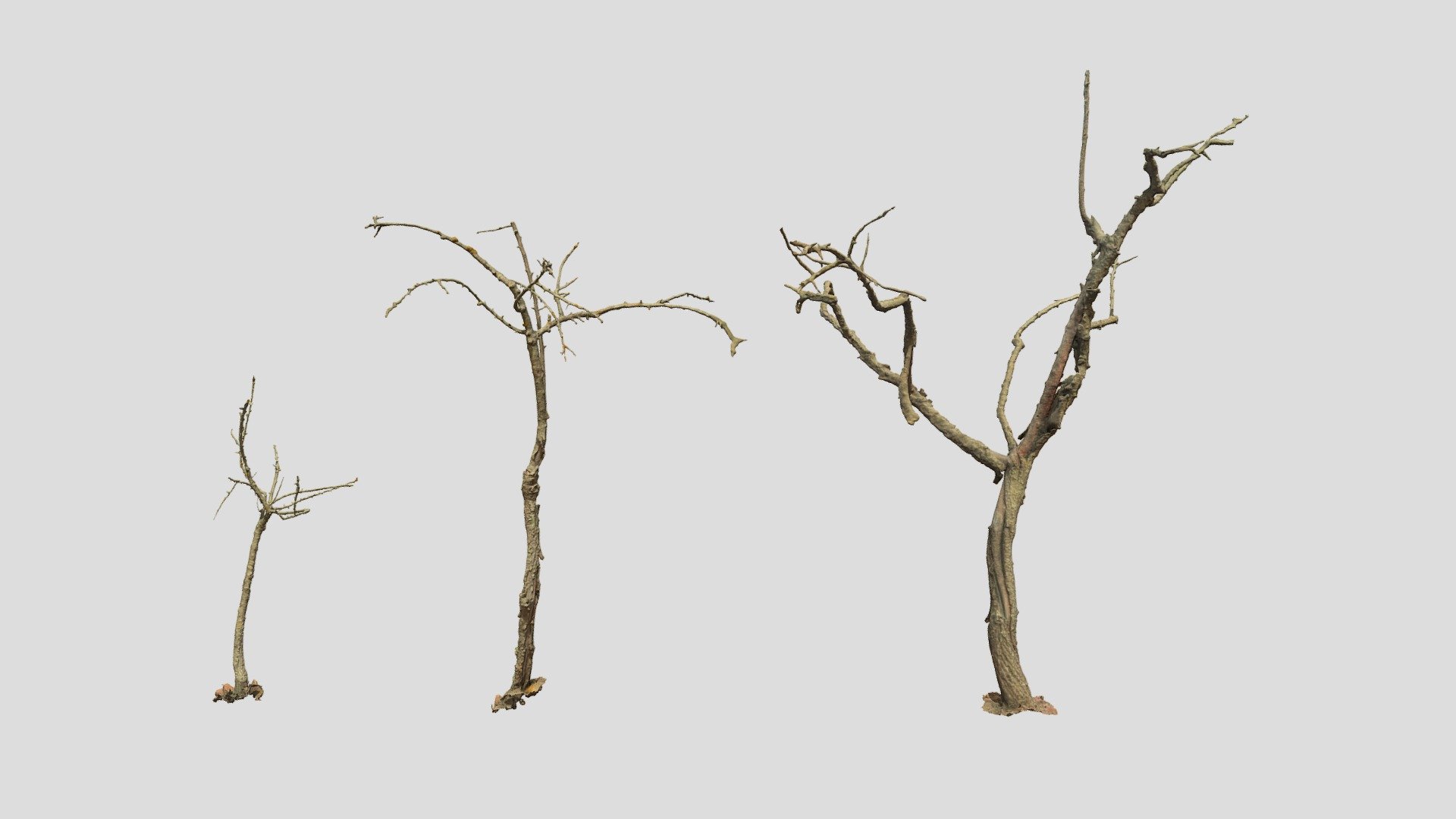 Dead Tree Set Dry Scan 3d model