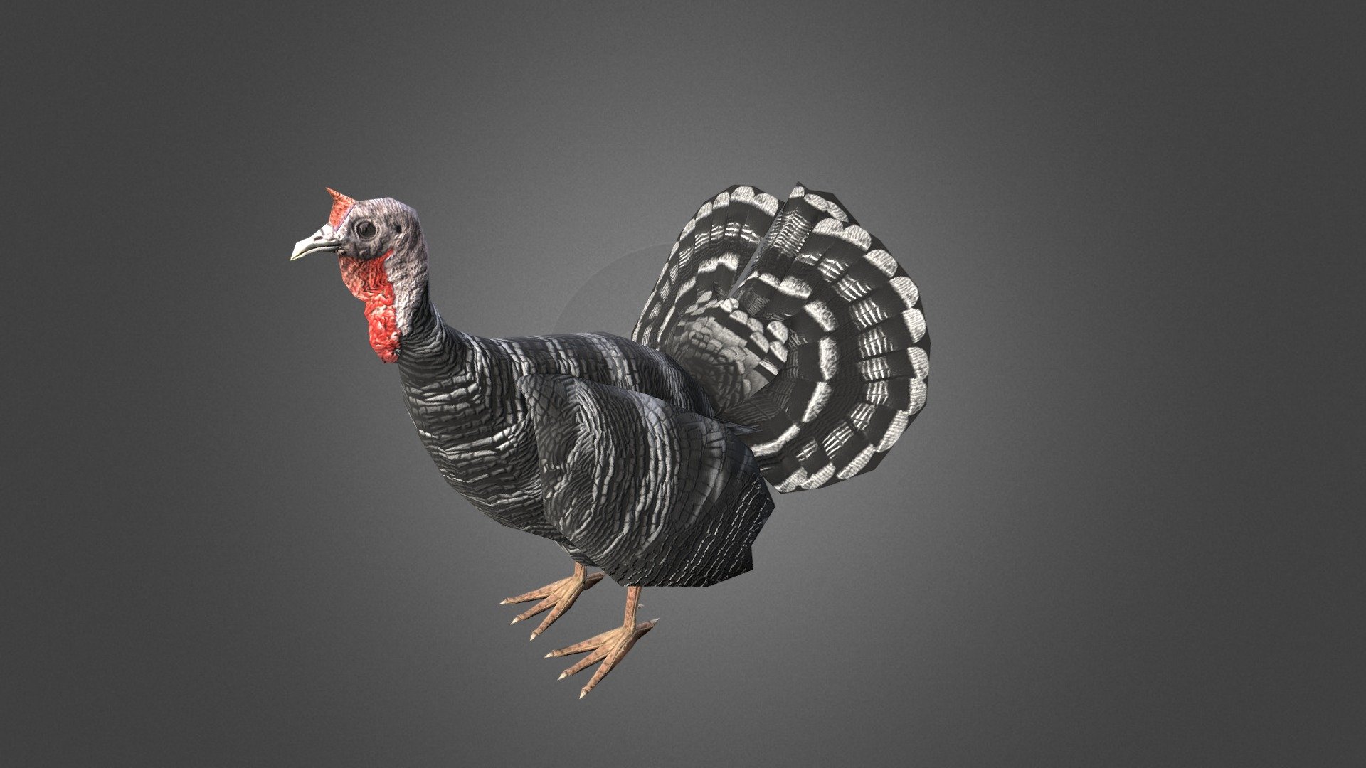 Black and White Striped Turkey 3d model