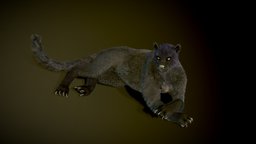 Panther