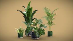 Indoor Plants Pack 32