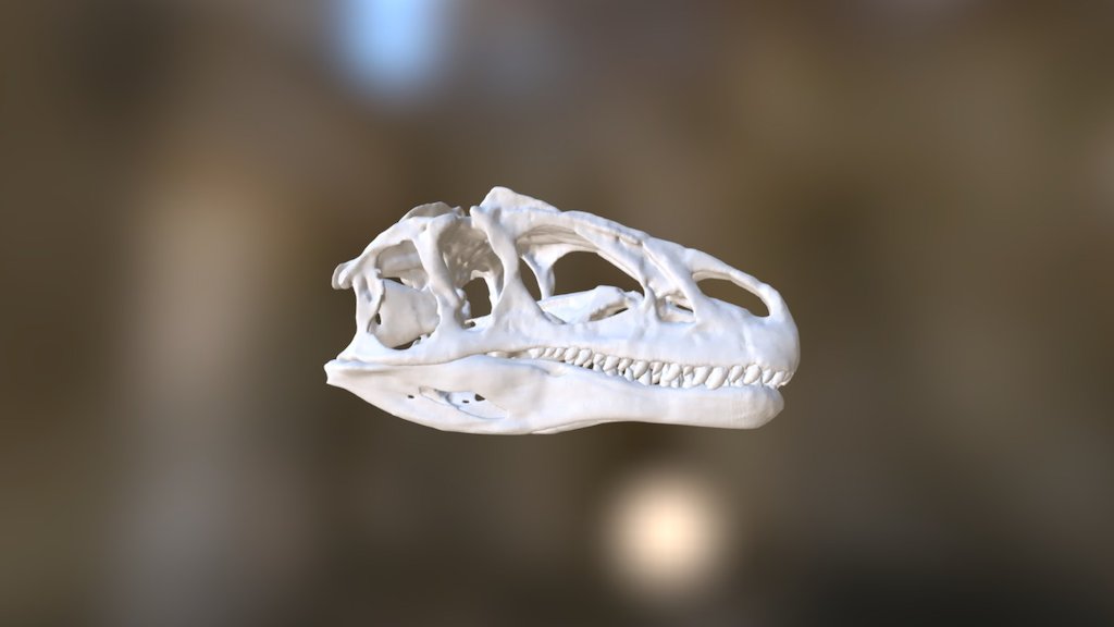 Allosaurus skull and jaw. 3d model