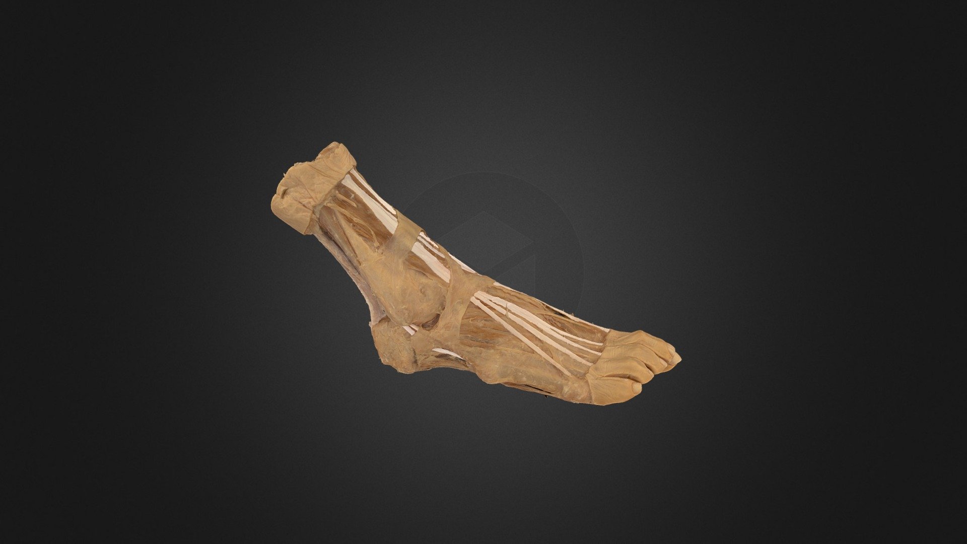 Plastinated Ankle and Foot (colour-coded) 3d model