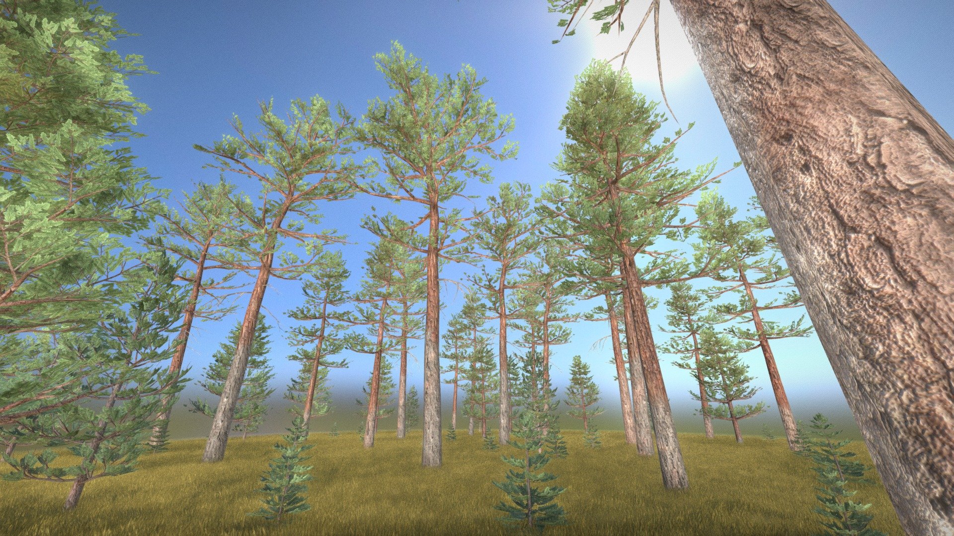 Pine Forest / Kiefernwald 3d model