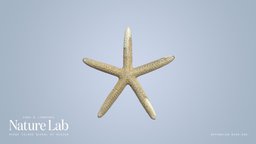 Sea Star