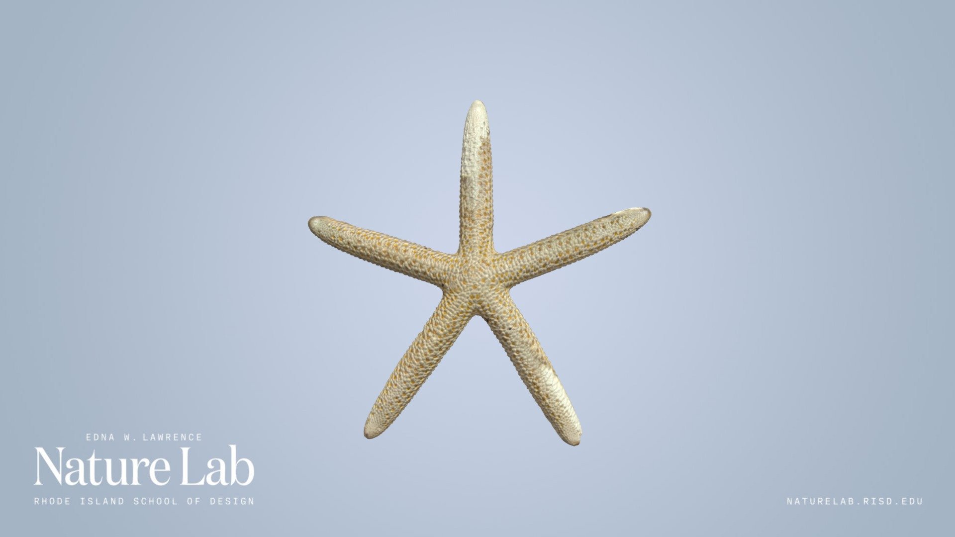 Sea Star 3d model