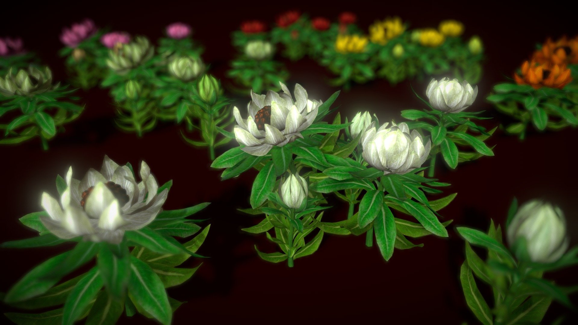 Flower Saussurea Involucrata 3d model