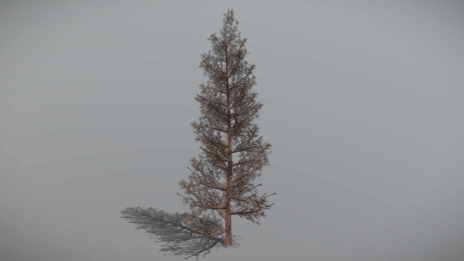 Pine 5 (Animated Tree) 3d model