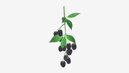 Blackberries on branch with leaves