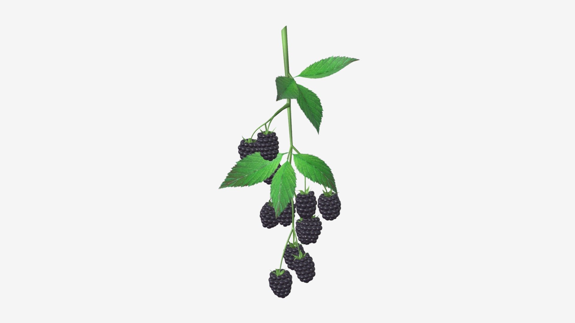 Blackberries on branch with leaves 3d model