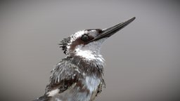 Pied Kingfisher