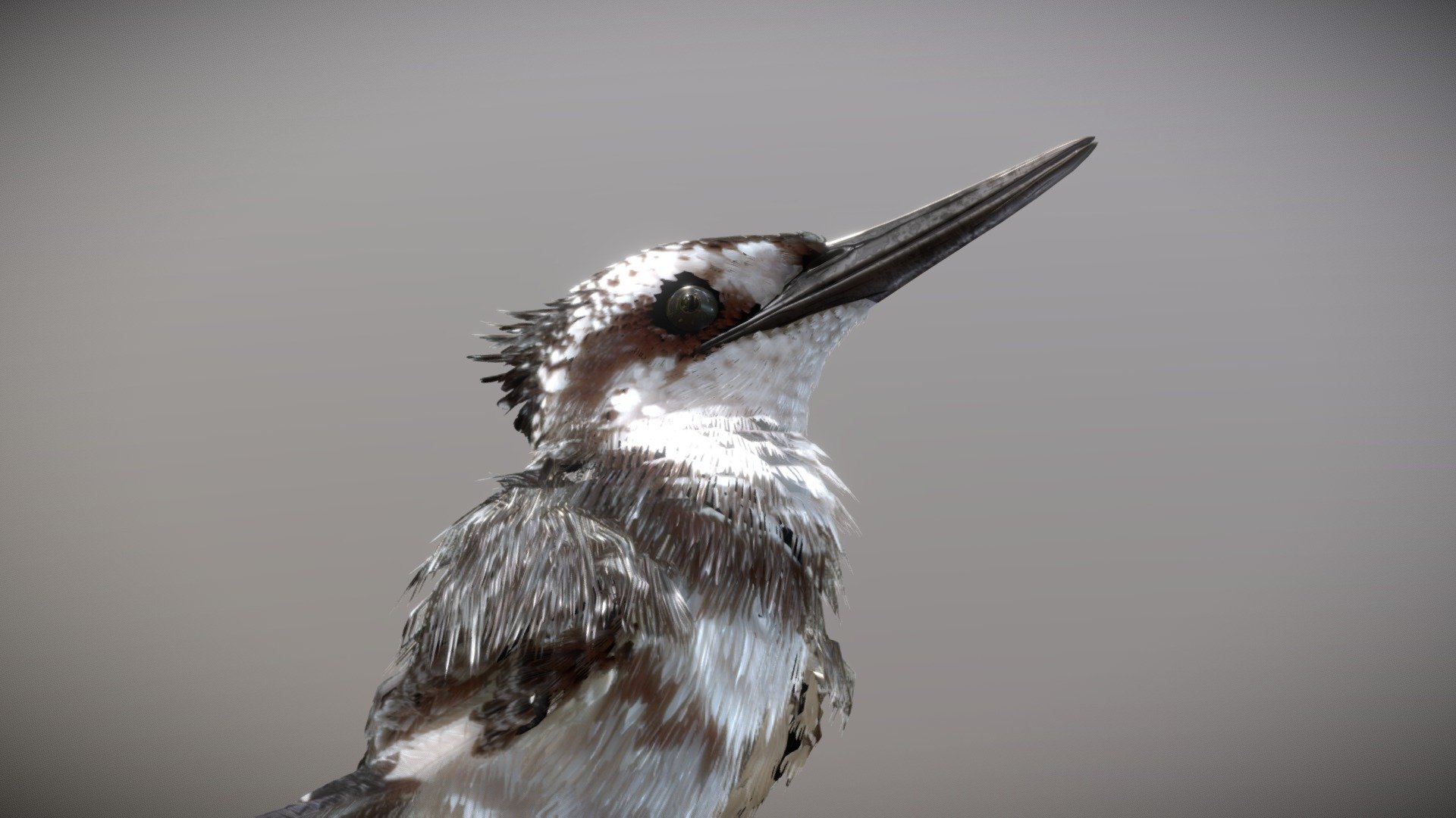 Pied Kingfisher 3d model