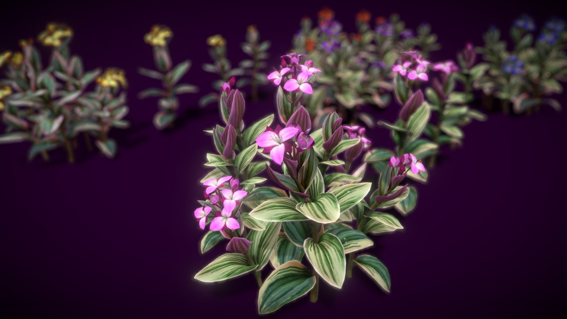 Flower Tradescantia Nanouk 3d model