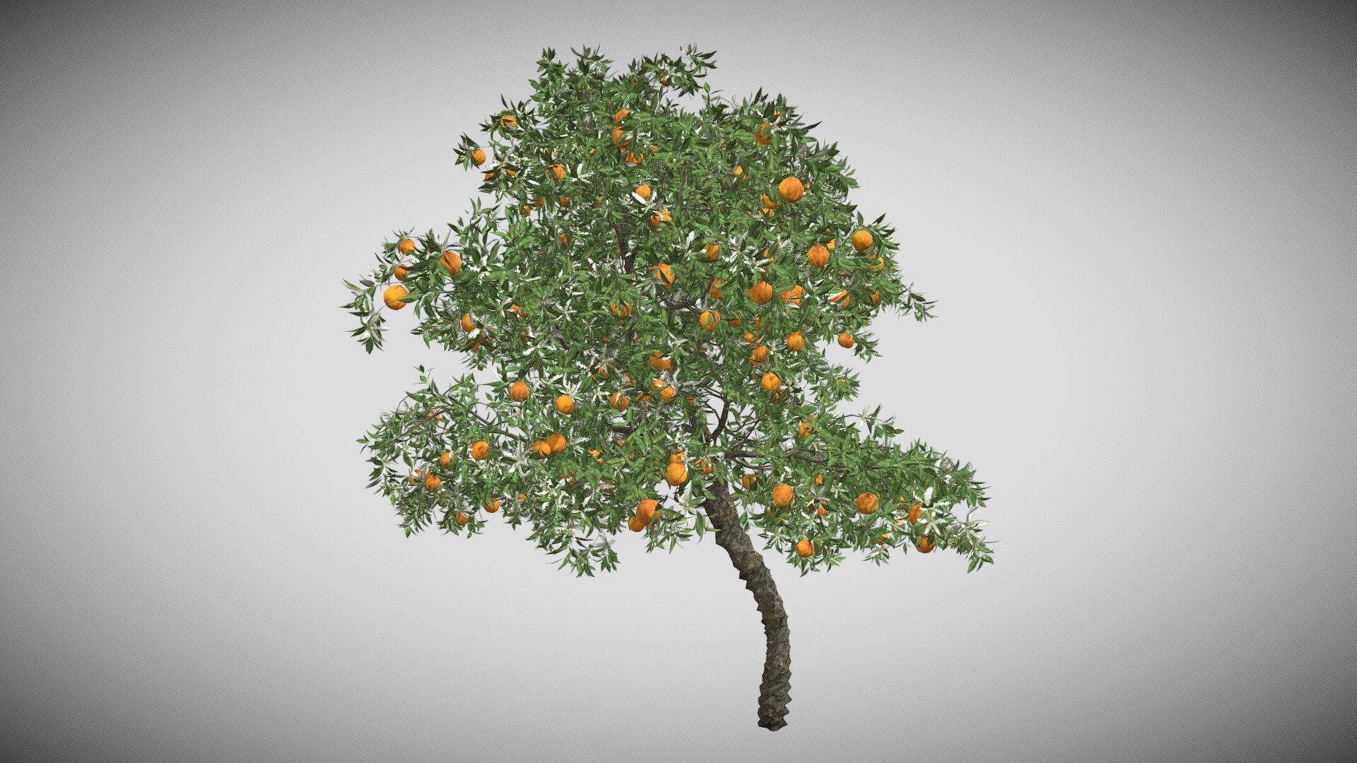 Orange Fruit Flower Tree 3d model