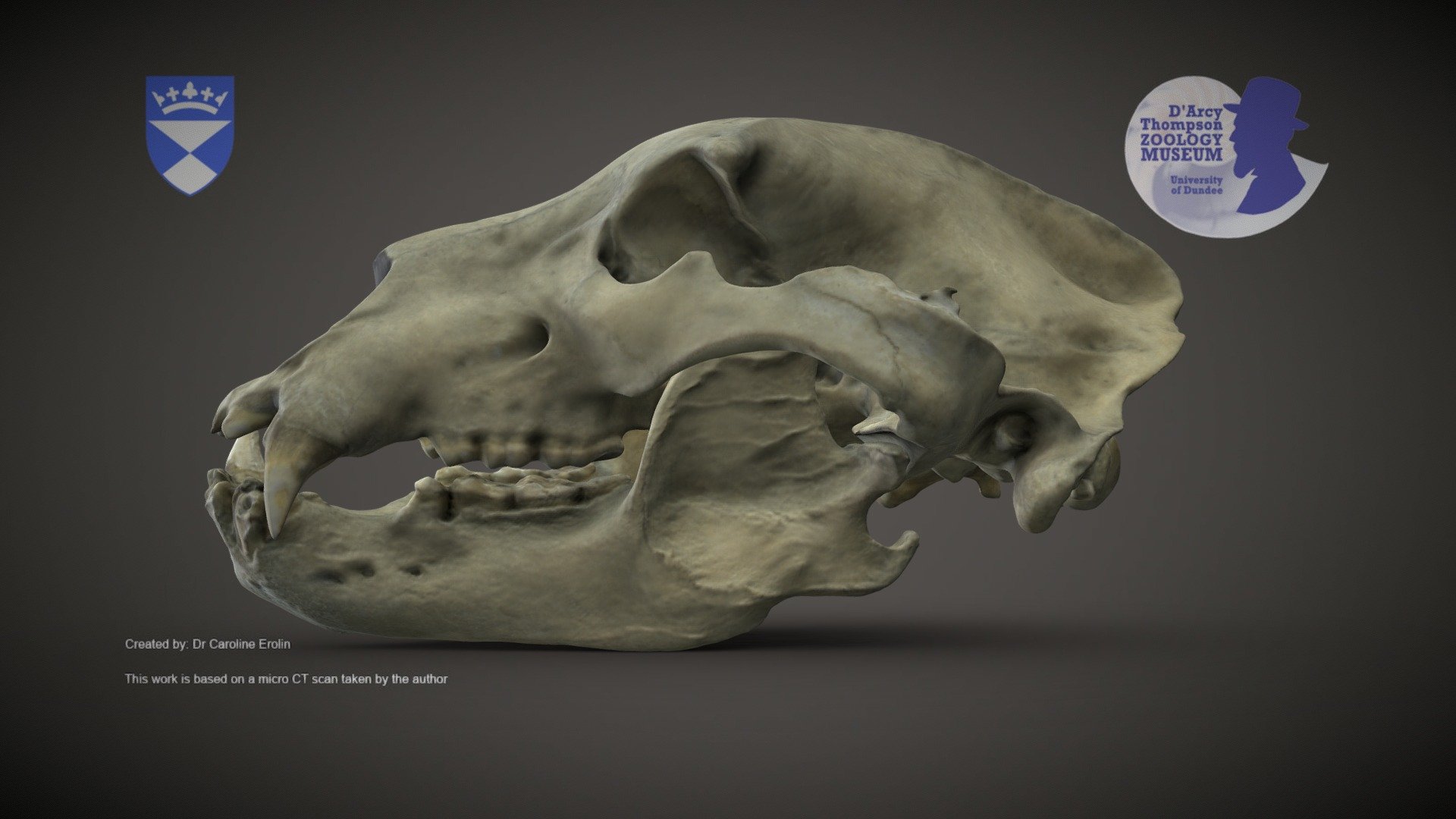 Brown Bear skull 3d model