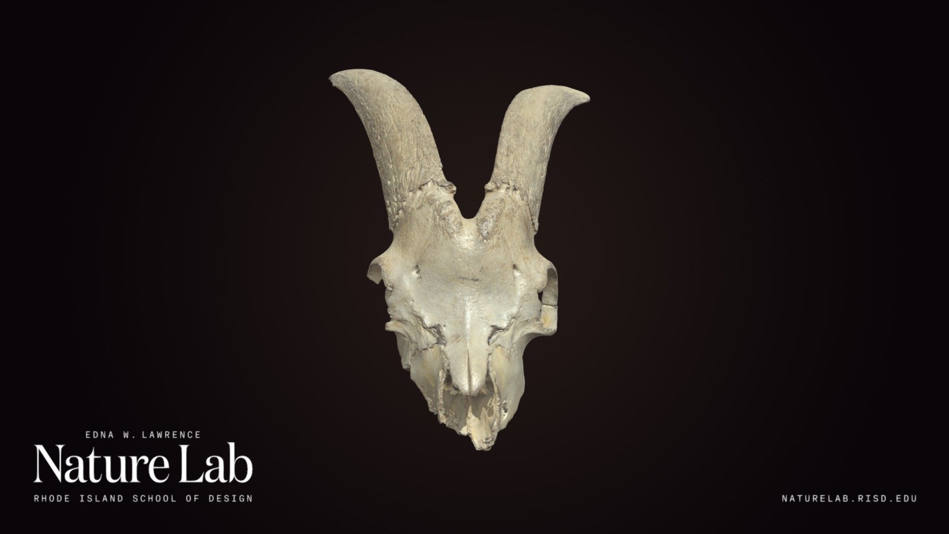 Goat cranium 3d model