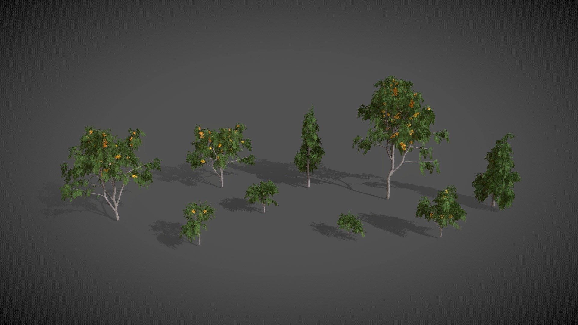 AS19 Saraca Indica Ashoka (Ashoka Tree) 3d model