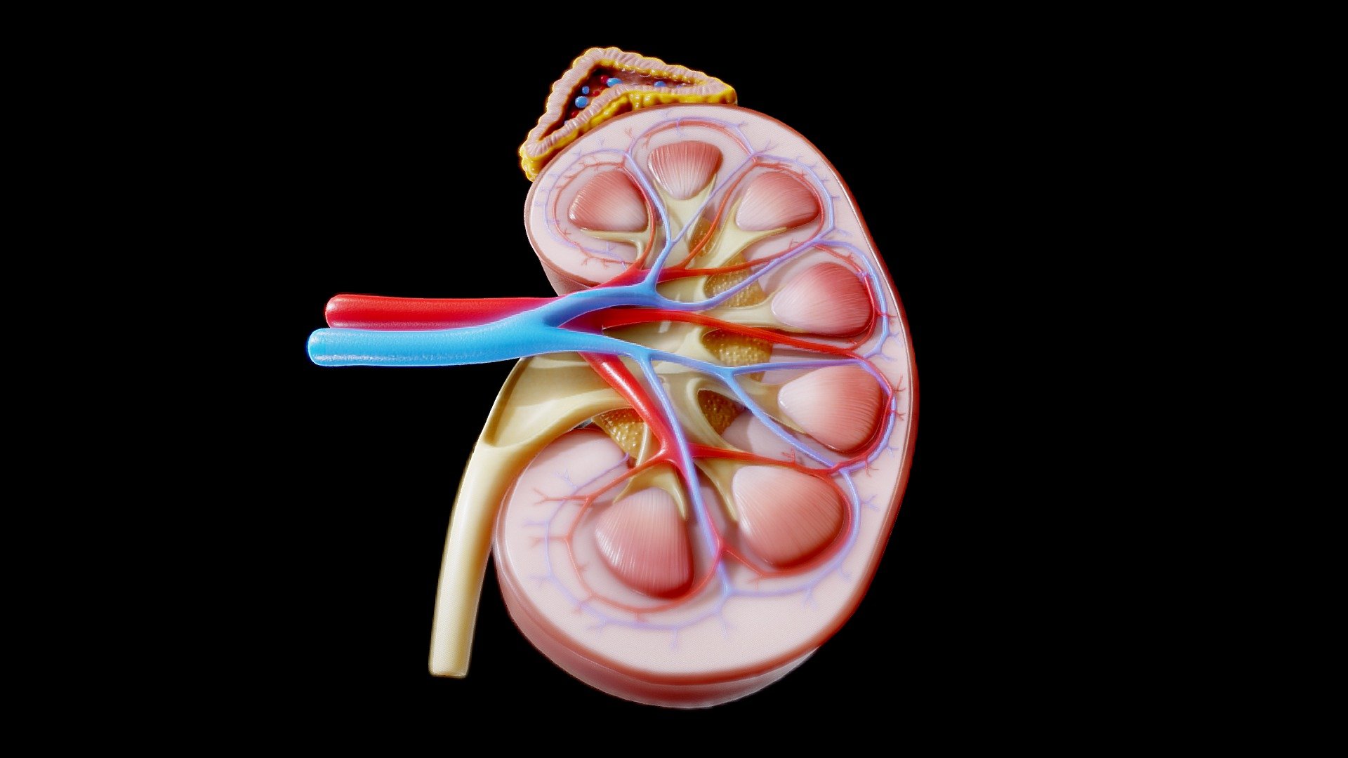 Kidney Cross Section Anatomy 3d model