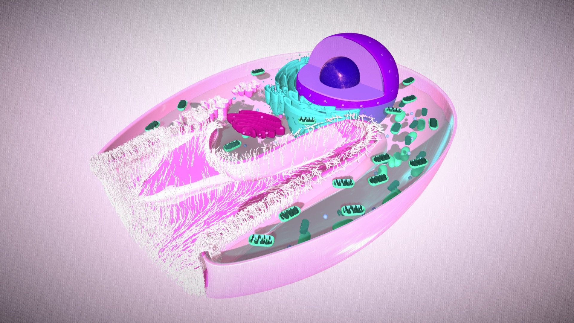 Parietal Cell final version 3d model