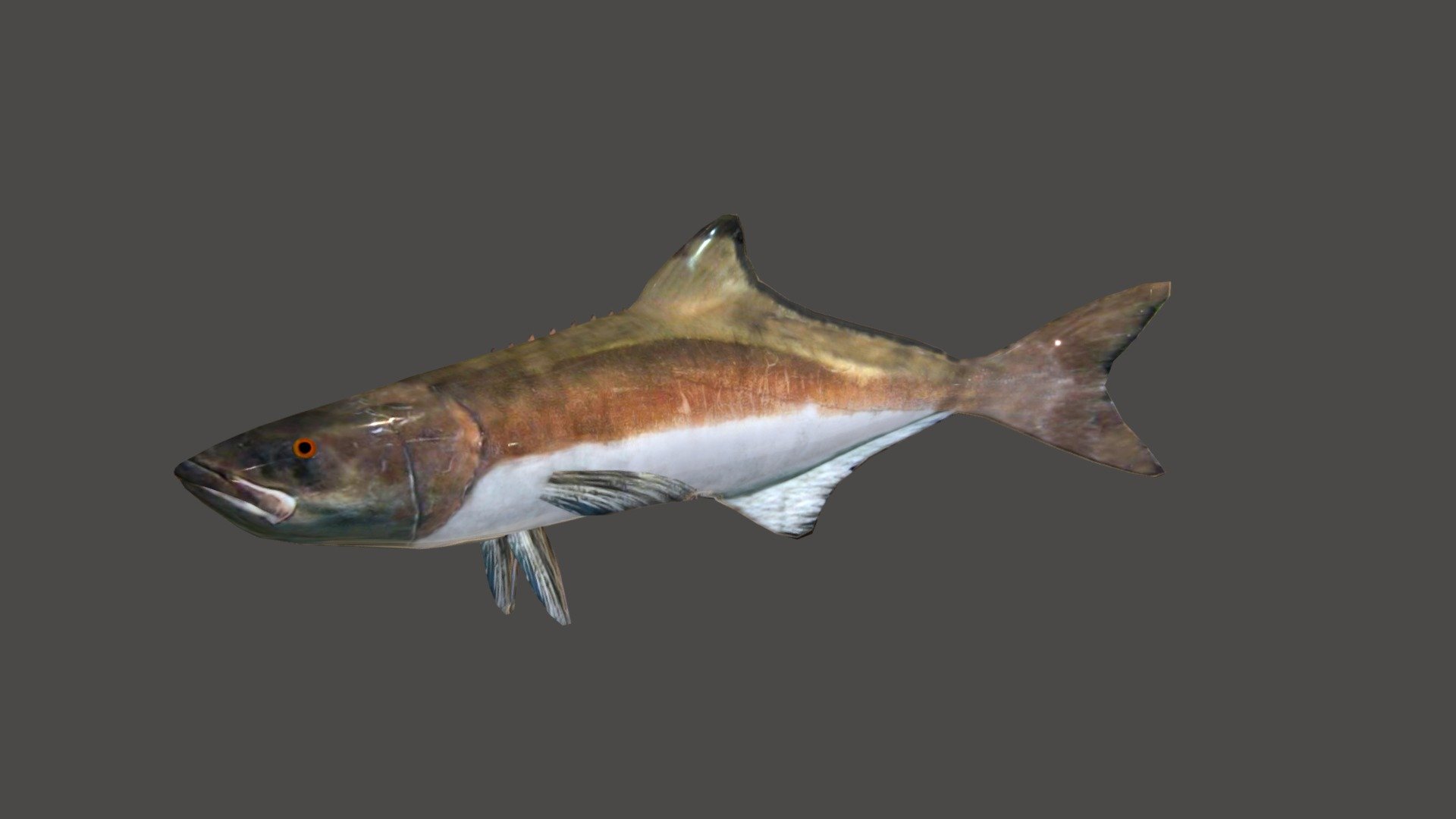 Cobia 3d model