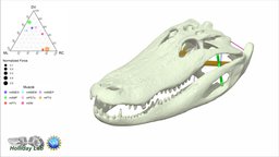 3D Jaw muscles of Alligator mississippiensis