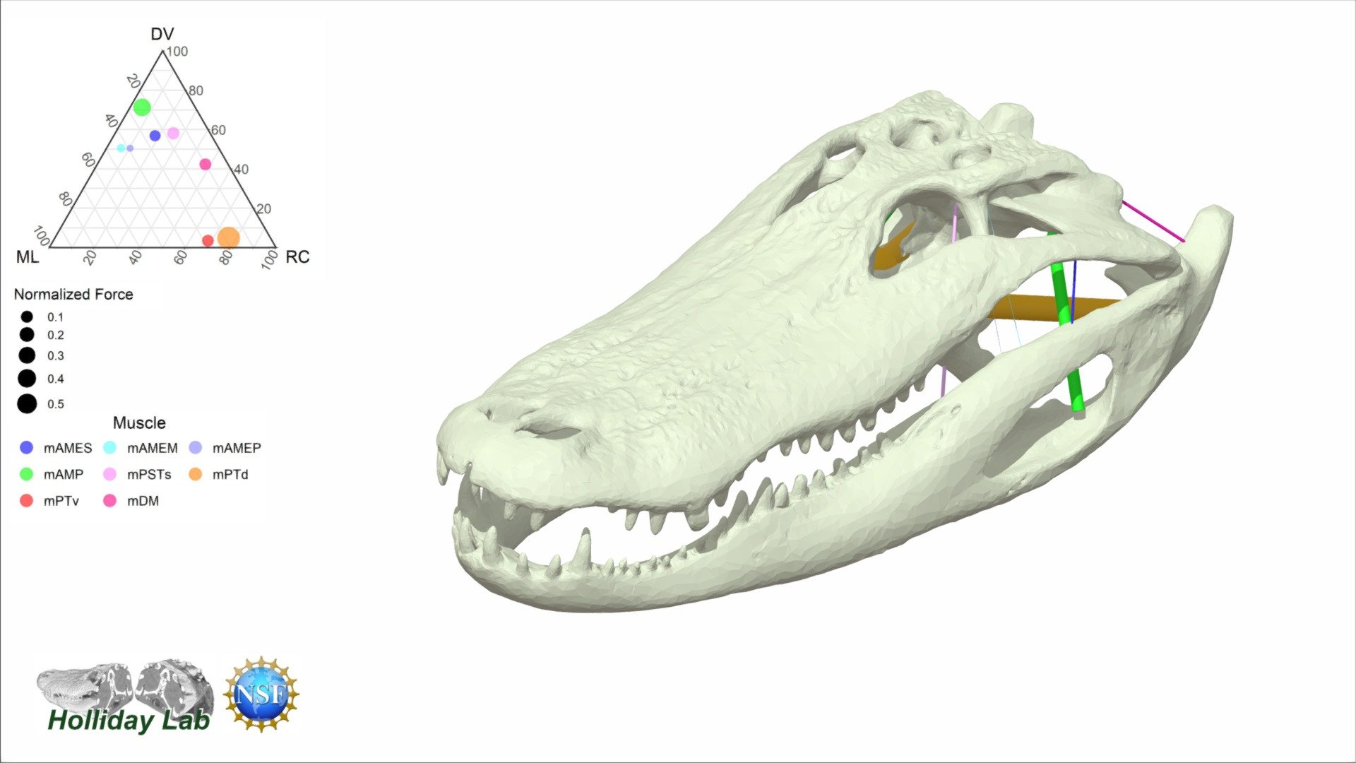 3D Jaw muscles of Alligator mississippiensis 3d model